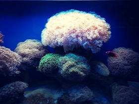 Công trình hồ cá cảnh biển kết hợp những loại san hô nhiều màu sắc đa dạng