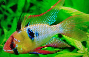 Những loại cá dành cho hồ thủy sinh