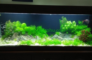 Những mẫu hồ thủy sinh đẹp