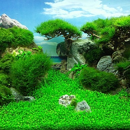 Bố cục thủy sinh nuôi cá bày dàn chúng tôi vừa đã thi công